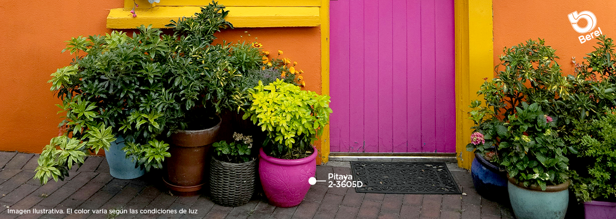 Berel Pitaya Mexi_Macetero_Jardín